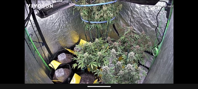 Mixed Grow — flower, day 108