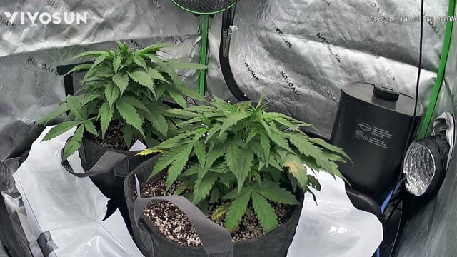 Ztrawberriez (Auto) 2026 - 1 — vegetative, day 34