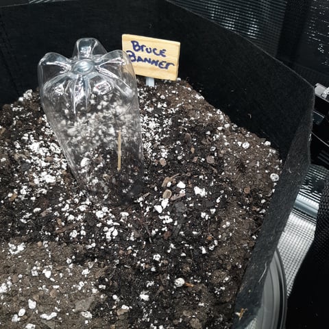 Next Attempt  — germination, day 1