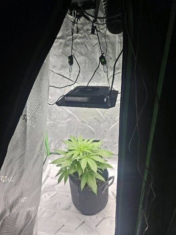 Gorilla Z auto — vegetative, day 48