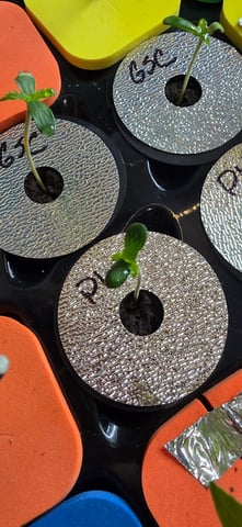 Girl Scout Cookies  — seedling_rooting, day 7