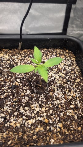 Lemon Cherry Gelato Auto — vegetative, day 13