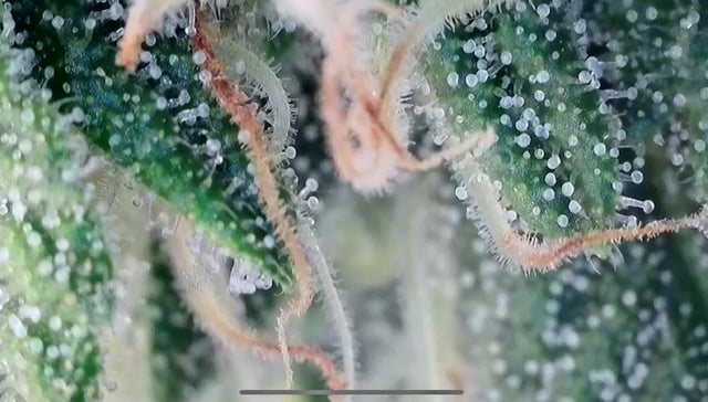 1st Ever Grow (GodFather OG) (Coco) — flower, day 116