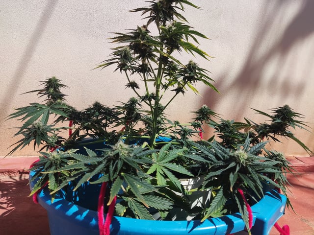 🍁Segunda Hornada — auto, day 3