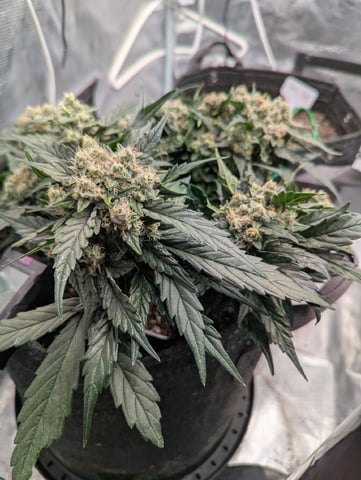 2025 EOY Grow — flower, day 64