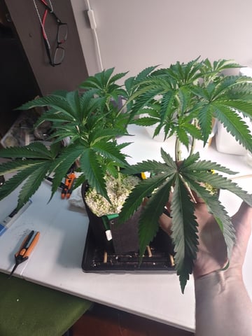 Mainely Genetics Micro Pheno Hunt — flower, day 46