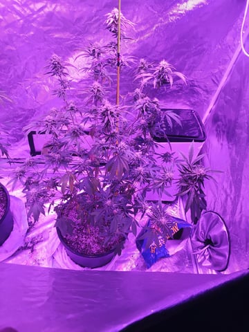 Pink Runtz — flower, day 1