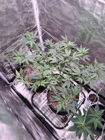 CANDYLAND — flower, day 105