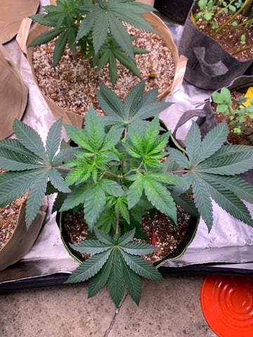 Papaya Frosting  — vegetative, day 46