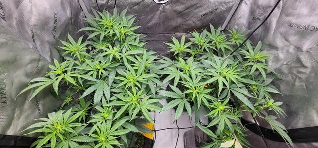 First clones (Dr nefario)  — flower, day 38