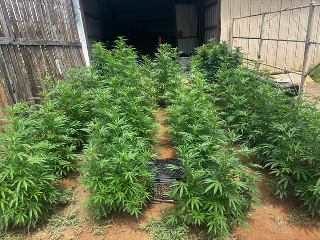 Outdoor Grow — flower, day 129