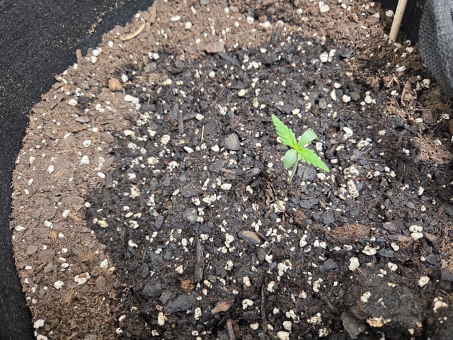 Genius Juice x Cinderella 99 Feminized — germination, day 5