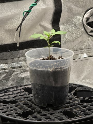 First grow — seedling_rooting, day 15