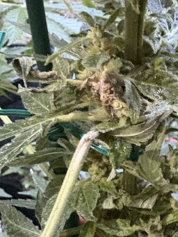 Rc Exotics — flower, day 77
