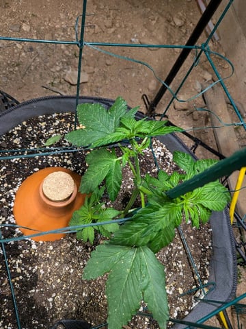 October Start — vegetative, day 47