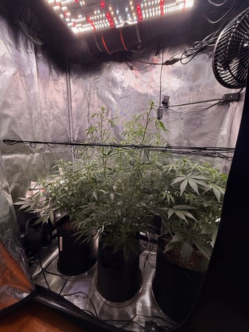 First grow