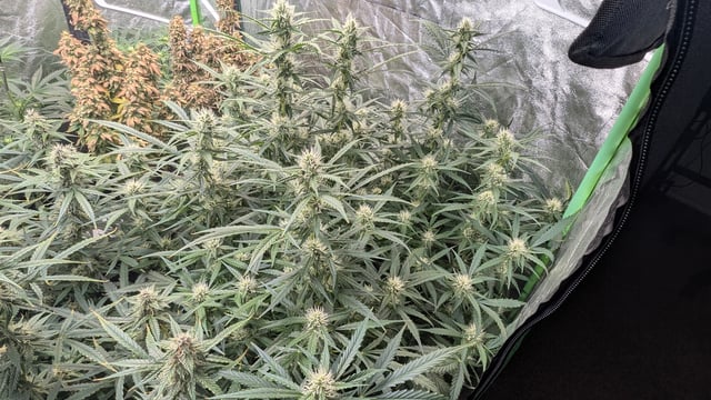 Strawberry Cheesecake Seedsman Seeds Autoflowers x2 — flower, day 67