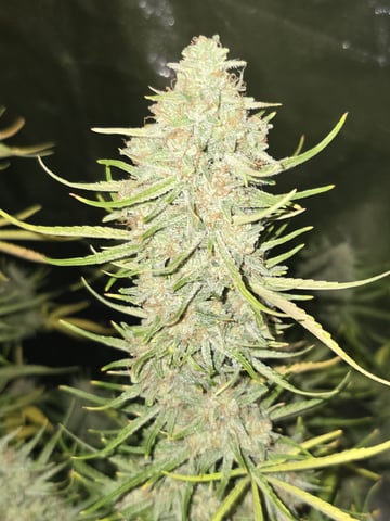 3rd Auto Grow — flower, day 103