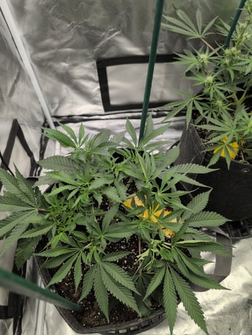 memphisto 3 bears OG, ethos high note r1 — flower, day 41
