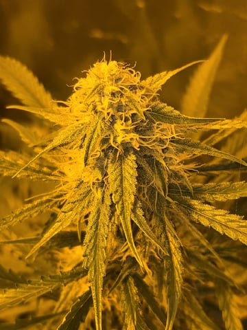 3rd Auto Grow — flower, day 75