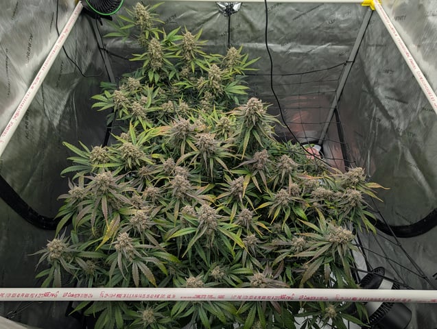 Grow #4 — flower, day 80