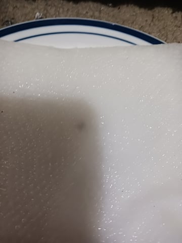 4th grow  — germination, day 6