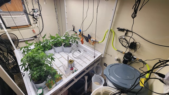 veg tent adventures! — vegetative, day 3