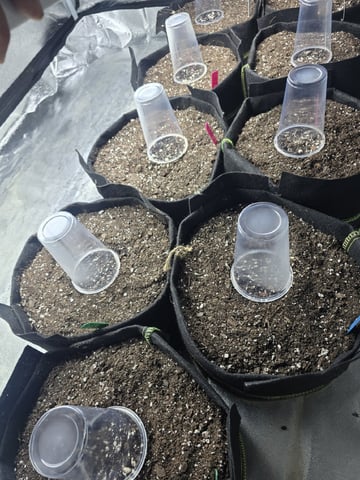 Autos AGAIN — germination, day 4