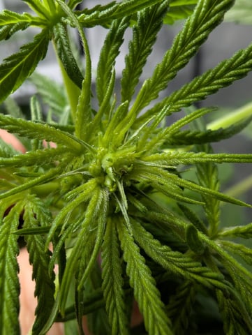 Black African Magic feminization  — flower, day 29