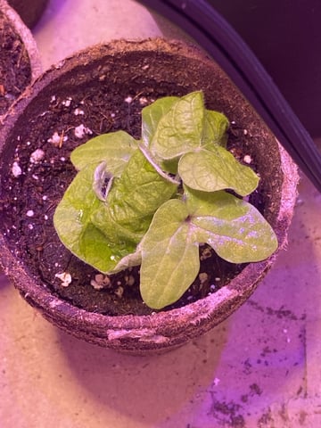 Grow 1