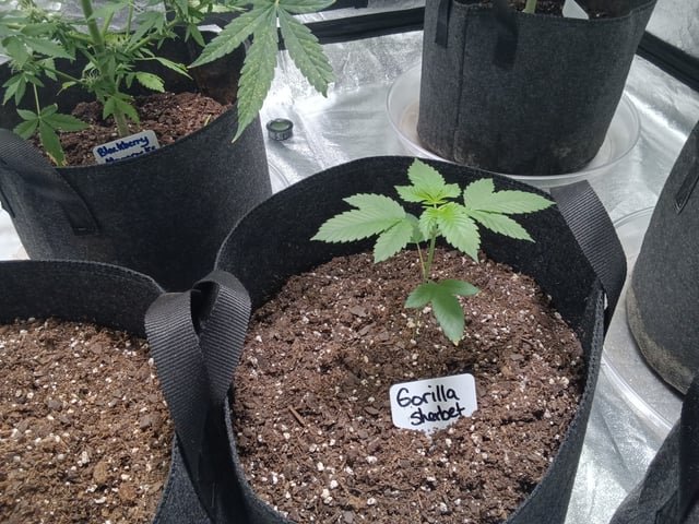 Gorilla Sherbet  — vegetative, day 29