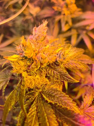 fruitstripe-x-breathworks VS Tropical cherry vs kush cake. vs og haze — flower, day 122