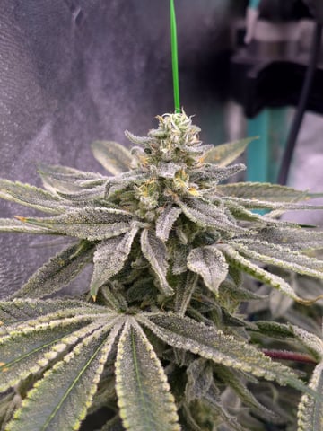 zlurricane blast — flower, day 105