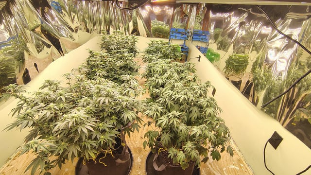 Big Grow #1 — flower, day 1