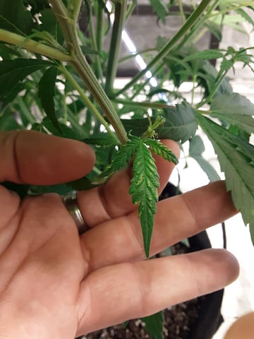 Gorilla Cookies Auto — vegetative, day 45