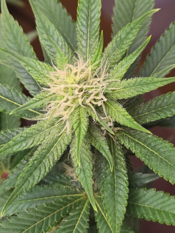 Purple Haze  — flower, day 75