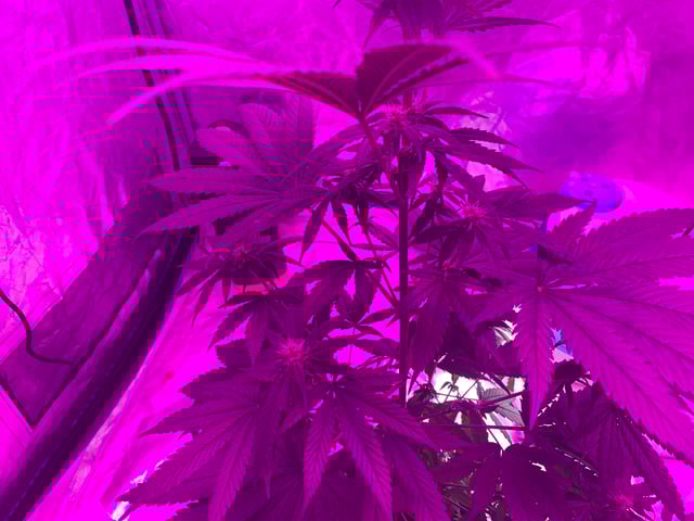 my grow — flower, day 20