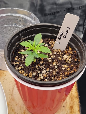 1st grow — vegetative, day 9