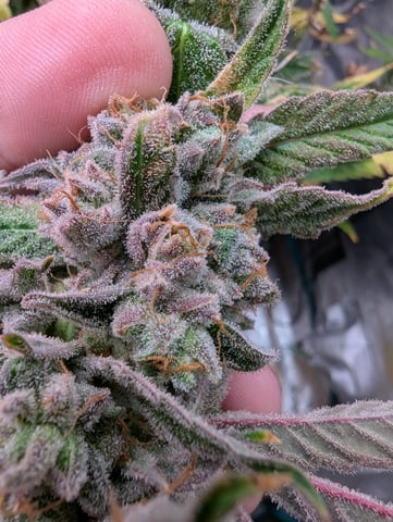 Boogie Brew + Bloom — flower, day 115