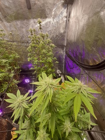 Swiss 1 — flower, day 230