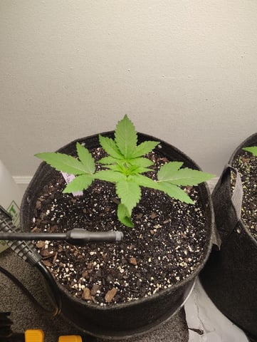 Beans For Days run — vegetative, day 21