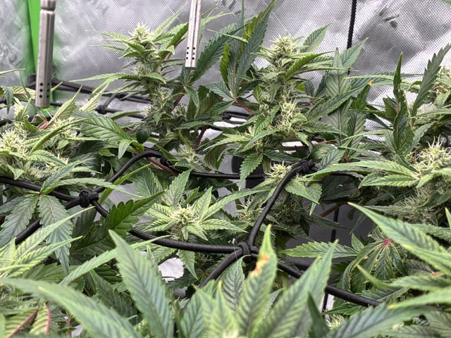 Comet Candy (Auto) 2026- 02 — flower, day 57