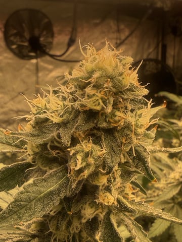 Start over! — harvest, day 117