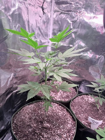 CANDYLAND — vegetative, day 56