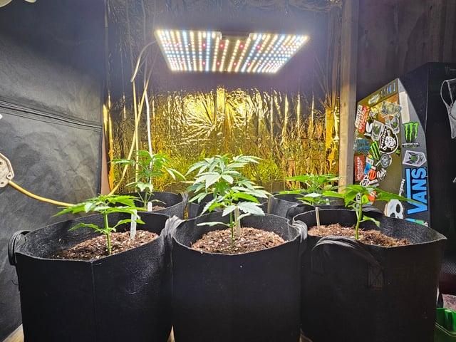 round 2 — flower, day 63