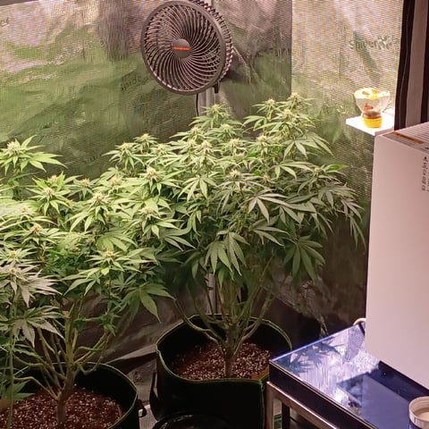 TentPlantLightFan — flower, day 95