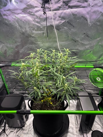 Fall 2025 Grow — vegetative, day 44