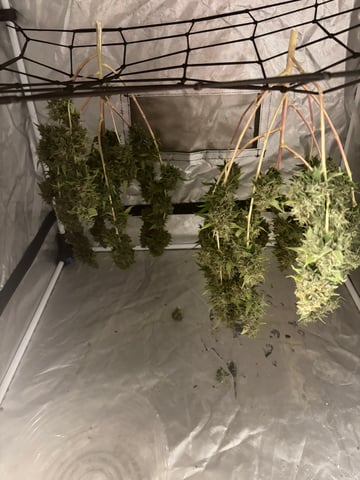 Sour Haze — done, day 1