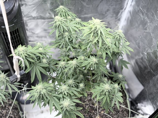 New LADIEZZ — flower, day 104