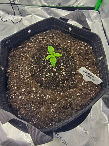2nd grow round 2 — seedling_rooting, day 9
